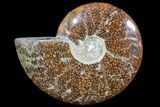Polished Ammonite Fossil - Madagascar #173163-1
